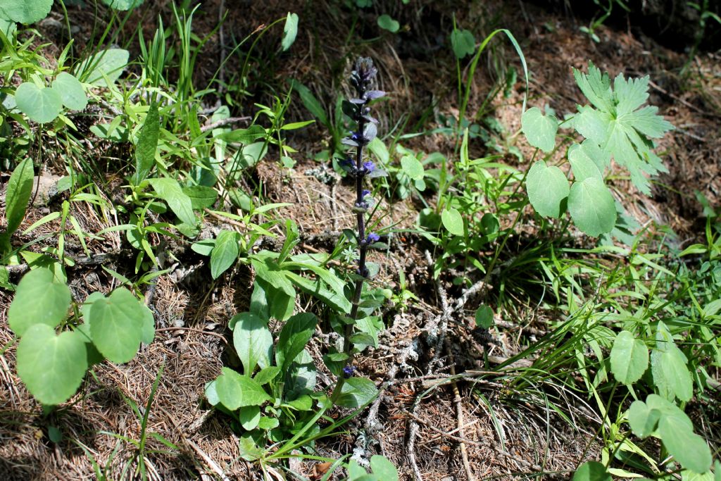 Ajuga reptans